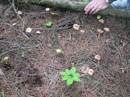 Laccaria laccata – Here is an example of the gregarious manner of growth of this species.